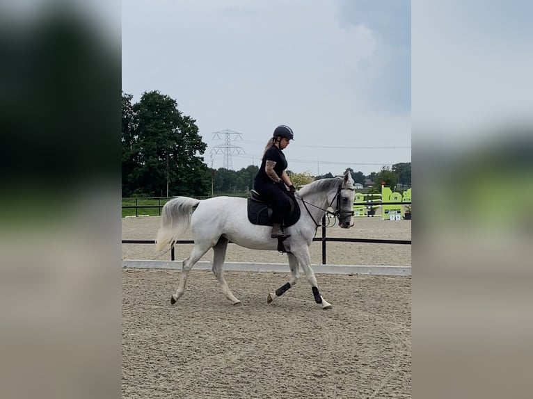 Anglo-Arab Mare 13 years 15,1 hh Gray-Fleabitten in Merselo