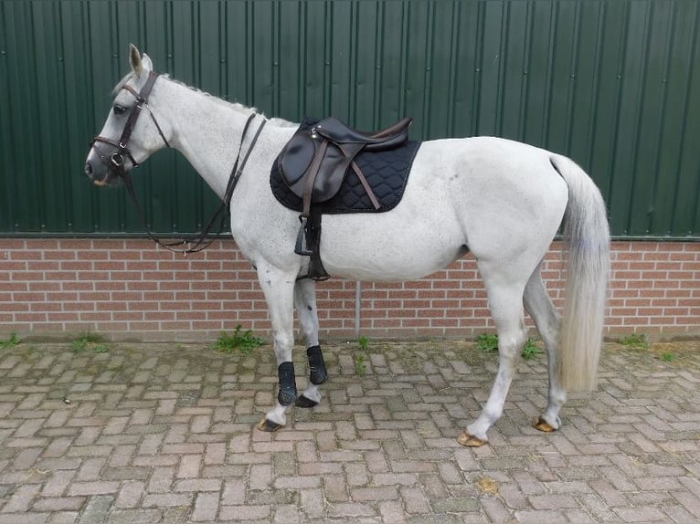 Anglo-Arab Mare 13 years 15,1 hh Gray-Fleabitten in Merselo