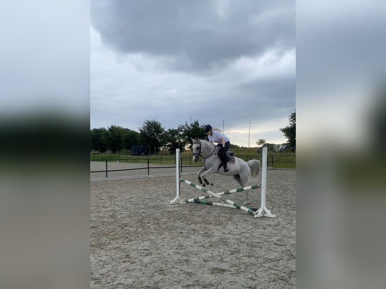 Anglo-Arab Mare 13 years 15,1 hh Gray-Fleabitten in Merselo