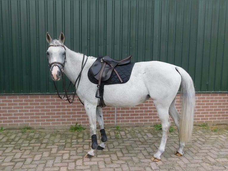 Anglo-Arab Mare 13 years 15,1 hh Gray-Fleabitten in Merselo