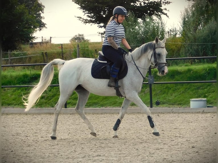 Anglo-Arab Mare 13 years 15,1 hh Gray-Fleabitten in Merselo