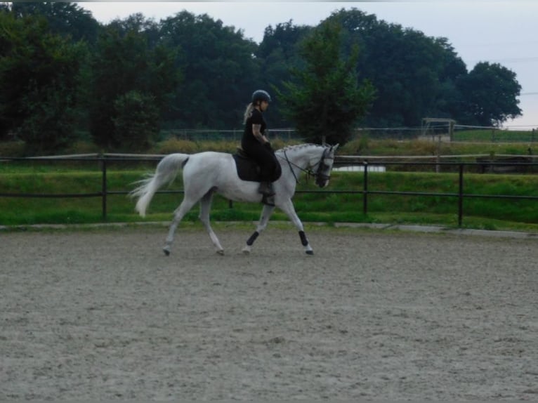 Anglo-Arab Mare 13 years 15,1 hh Gray-Fleabitten in Merselo