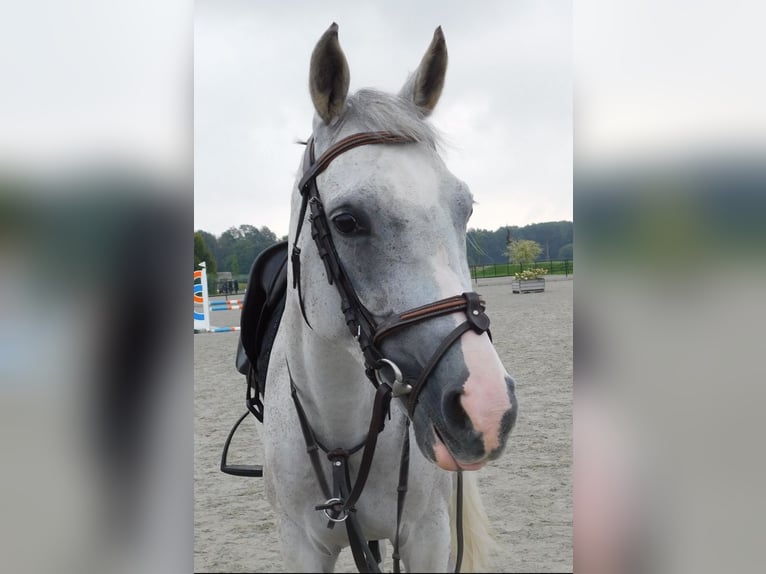 Anglo-Arab Mare 13 years 15,1 hh Gray-Fleabitten in Merselo