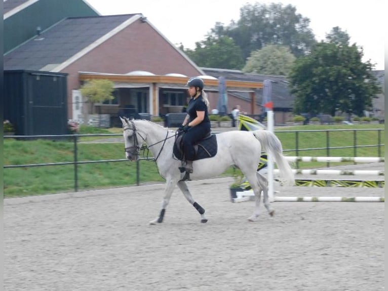 Anglo-Arab Mare 13 years 15,1 hh Gray-Fleabitten in Merselo