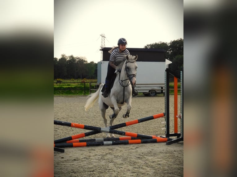 Anglo-Arab Mare 13 years 15,1 hh Gray-Fleabitten in Merselo