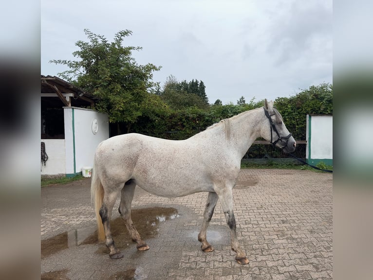 Anglo-Arab Mix Mare 13 years 15,2 hh Brown Falb mold in Dietzenbach