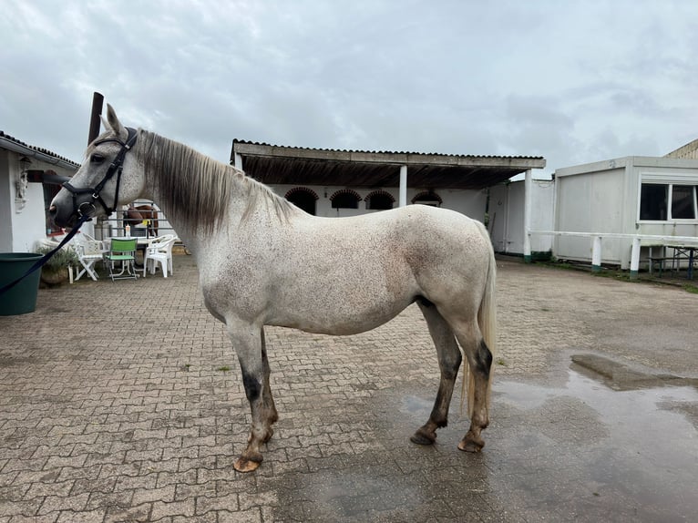 Anglo-Arab Mix Mare 13 years 15,2 hh Brown Falb mold in Dietzenbach