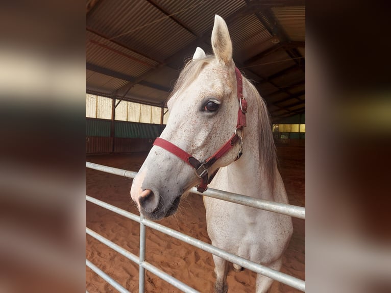 Anglo-Arab Mix Mare 13 years 15,2 hh Brown Falb mold in Dietzenbach