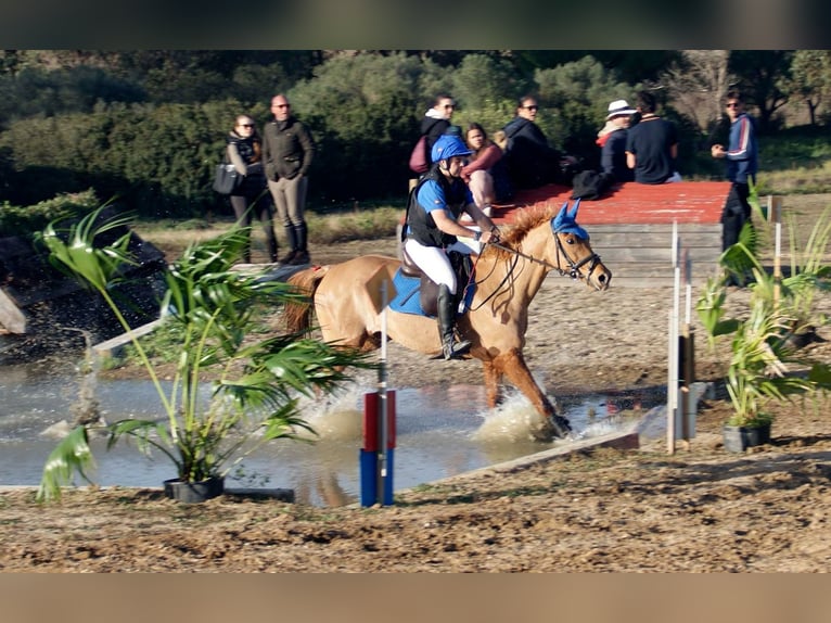 Anglo-Arab Mare 13 years 15,3 hh Chestnut-Red in Sevilla