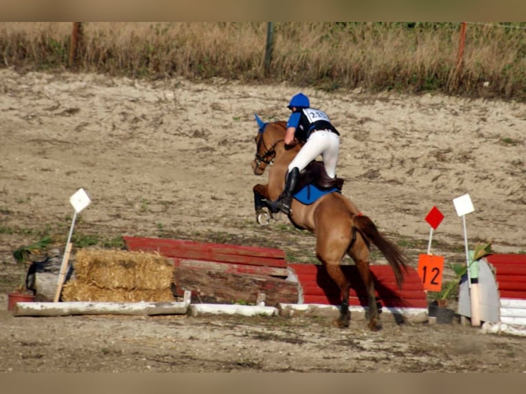 Anglo-Arab Mare 13 years 15,3 hh Chestnut-Red in Sevilla