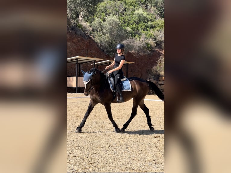 Anglo-Arab Mix Mare 13 years 16 hh Bay-Dark in Marbella
