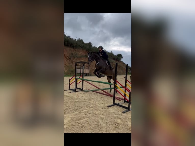 Anglo-Arab Mix Mare 13 years 16 hh Bay-Dark in Marbella