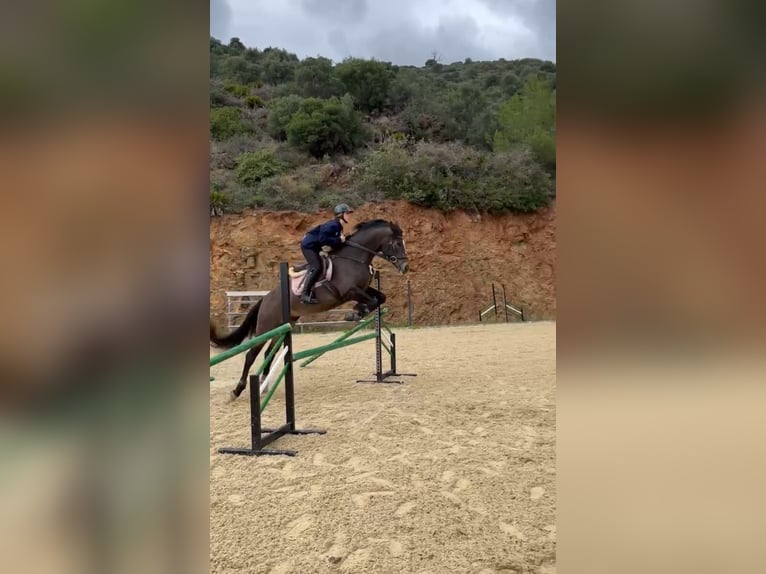 Anglo-Arab Mix Mare 13 years 16 hh Bay-Dark in Marbella