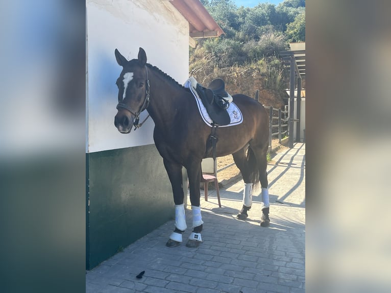 Anglo-Arab Mix Mare 13 years 16 hh Bay-Dark in Marbella