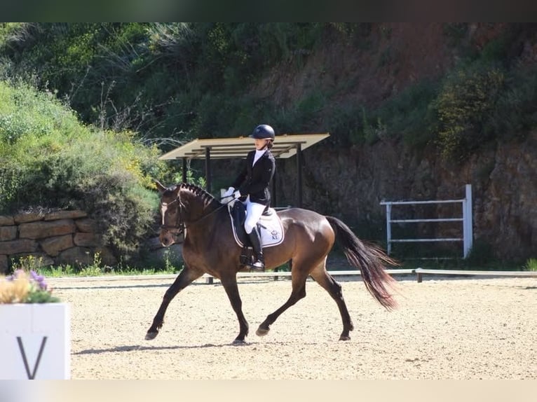 Anglo-Arab Mix Mare 13 years 16 hh Bay-Dark in Marbella