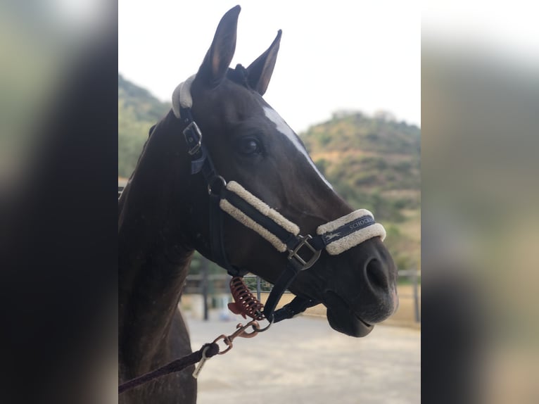 Anglo-Arab Mix Mare 13 years 16 hh Bay-Dark in Marbella