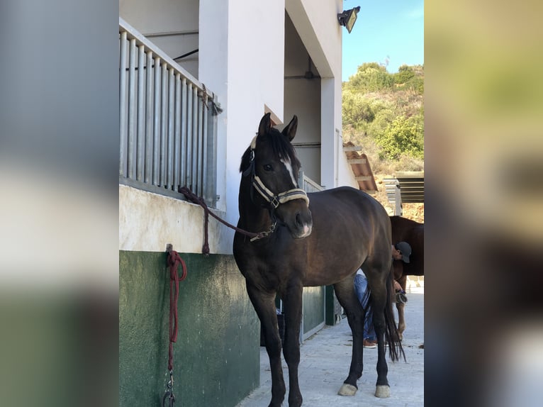 Anglo-Arab Mix Mare 13 years 16 hh Bay-Dark in Marbella