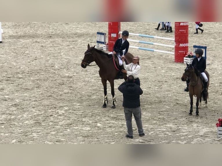 Anglo-Arab Mare 13 years 16 hh Brown-Light in Cenes De La Vega