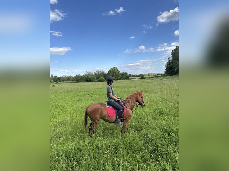 Anglo-Arab Mare 14 years 15,1 hh Chestnut-Red in Pedrinya (Ajuntament Crespia)