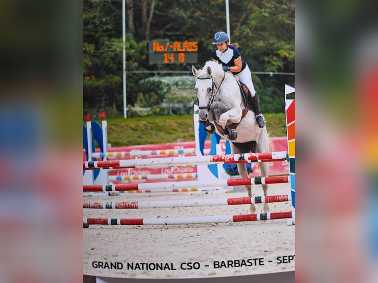 Anglo-Arab Mare 14 years 16,2 hh Gray in Laruscade