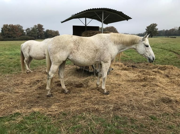 Anglo-Arab Mare 14 years 16,2 hh Gray in Laruscade