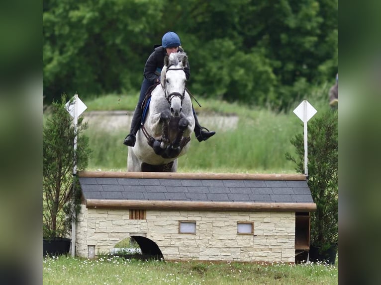 Anglo-Arab Mare 14 years 16,2 hh Gray in Laruscade