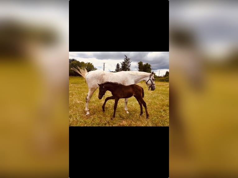 Anglo-Arab Mare 14 years 16,2 hh Gray in Laruscade