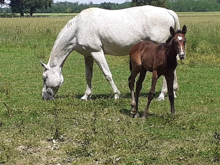 Anglo-Arab Mare 14 years 16,2 hh Gray in Laruscade