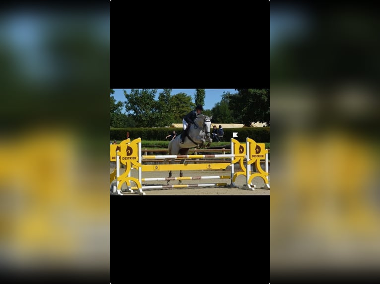 Anglo-Arab Mare 14 years 16,2 hh Gray in Laruscade