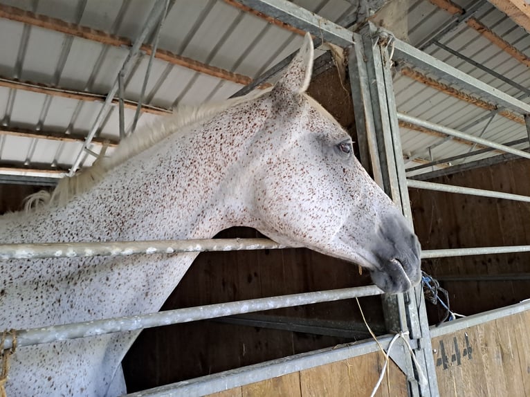 Anglo-Arab Mare 14 years 16,2 hh Gray in Laruscade