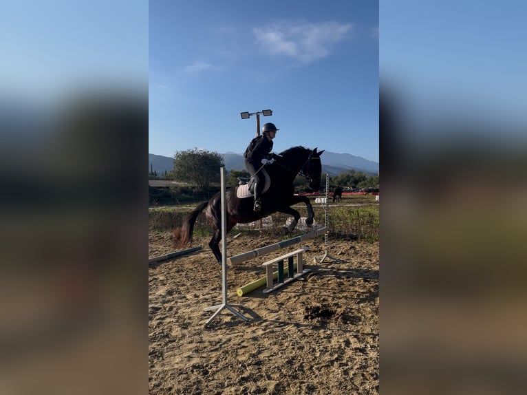 Anglo-Arab Mare 14 years 16 hh Brown in Prades