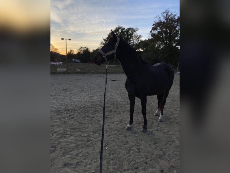 Anglo-Arab Mare 14 years 16 hh Brown in Prades