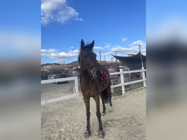 Anglo-Arab Mare 14 years 16 hh Brown-Light in Cenes De La Vega
