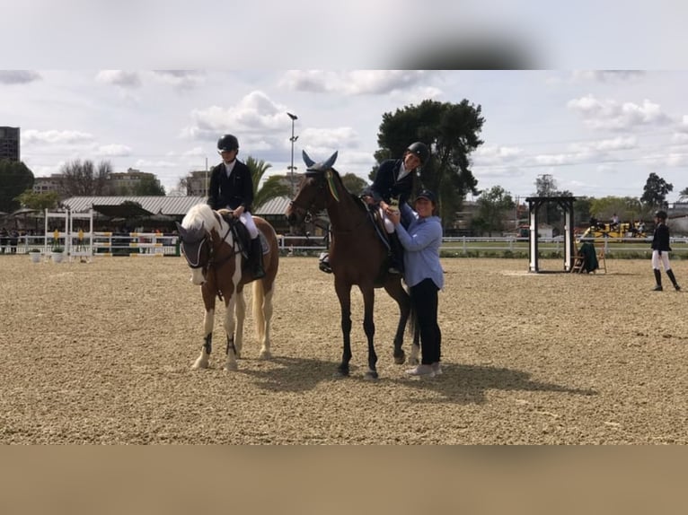 Anglo-Arab Mare 14 years 16 hh Brown-Light in Cenes De La Vega