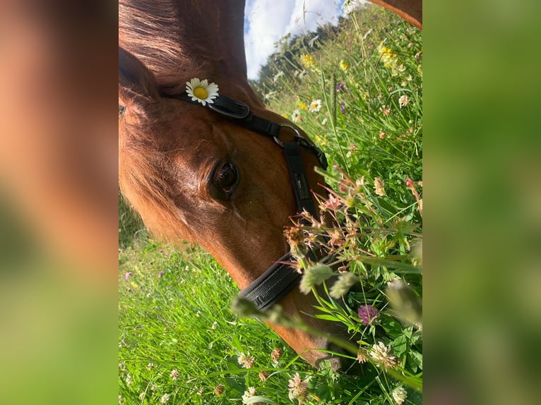 Anglo-Arab Mare 15 years 13,1 hh Chestnut-Red in Borgaretto