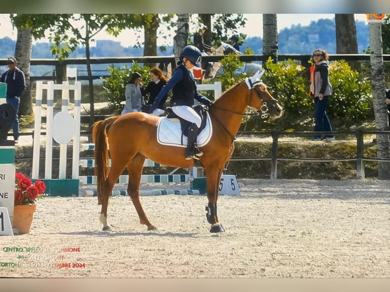 Anglo-Arab Mare 15 years 13,1 hh Chestnut-Red in Borgaretto