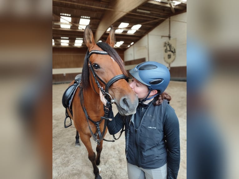 Anglo-Arab Mare 15 years 14,2 hh Brown in BeckingenBeckingen