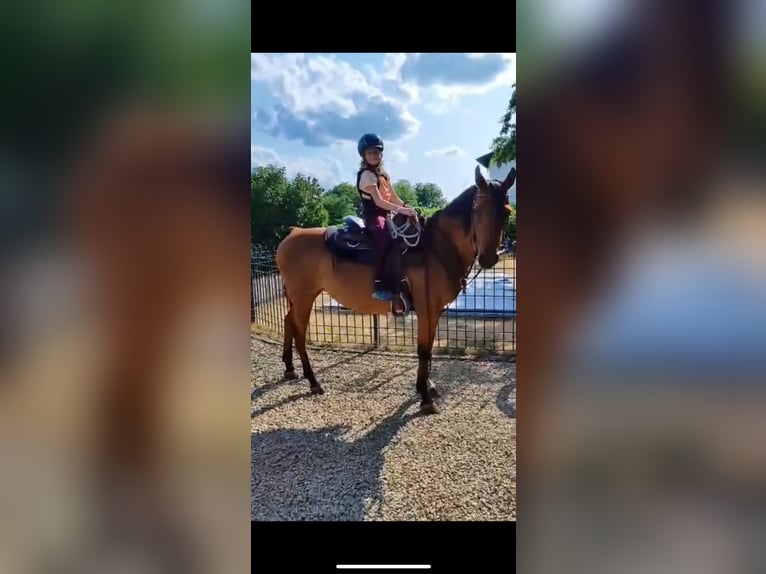 Anglo-Arab Mare 15 years 14,2 hh Brown in BeckingenBeckingen