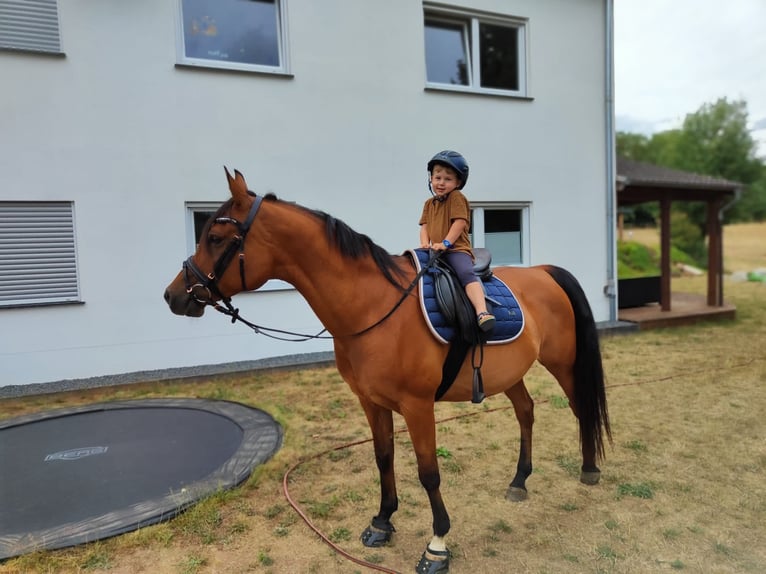 Anglo-Arab Mare 15 years 14,2 hh Brown in BeckingenBeckingen