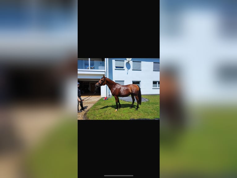 Anglo-Arab Mare 15 years 14,2 hh Brown in BeckingenBeckingen