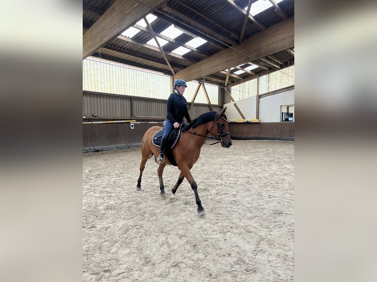 Anglo-Arab Mare 15 years 14,2 hh Brown in BeckingenBeckingen