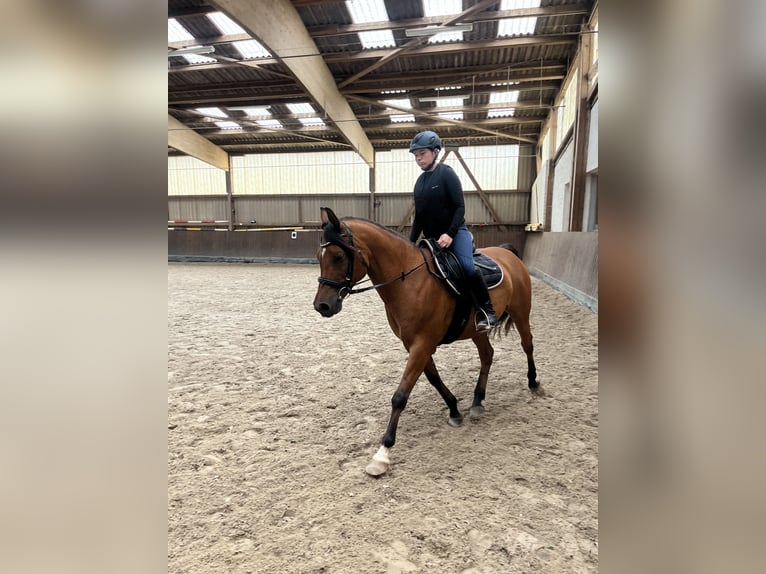 Anglo-Arab Mare 15 years 14,2 hh Brown in BeckingenBeckingen