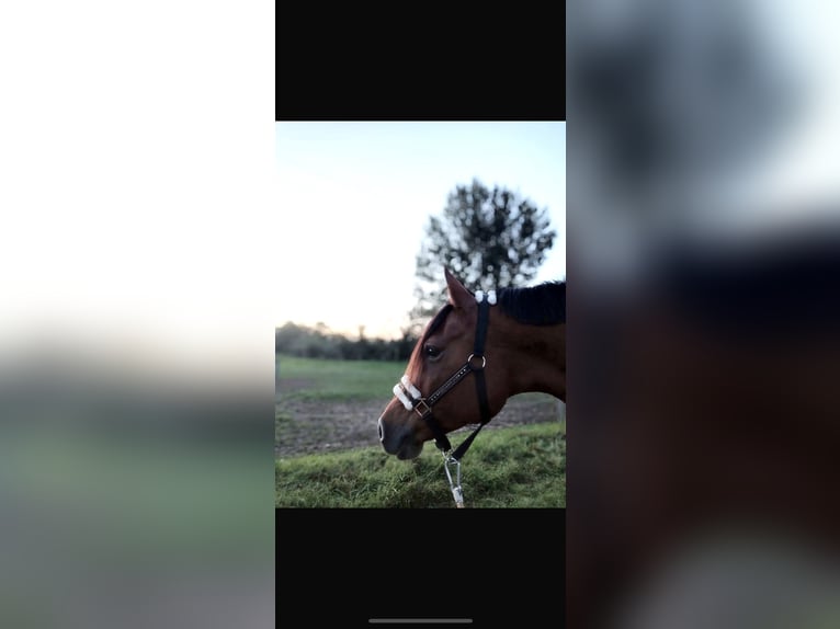 Anglo-Arab Mare 15 years 14,2 hh Brown in BeckingenBeckingen