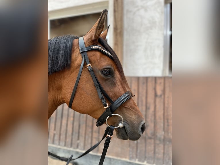 Anglo-Arab Mare 15 years 14,2 hh Brown in BeckingenBeckingen