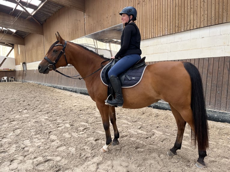 Anglo-Arab Mare 15 years 14,2 hh Brown in BeckingenBeckingen