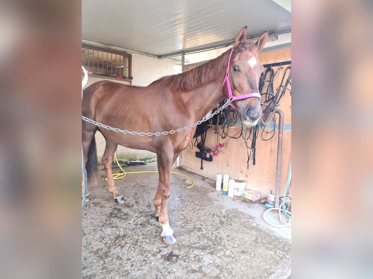 Anglo-Arab Mare 15 years 15,1 hh Chestnut-Red in Velletri