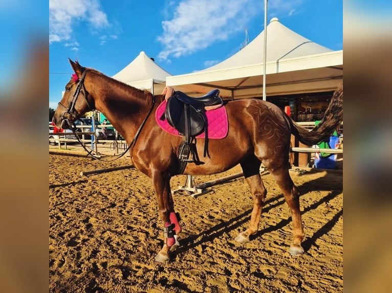 Anglo-Arab Mare 15 years 15,1 hh Chestnut-Red in Velletri