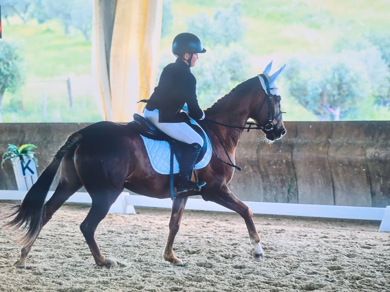 Anglo-Arab Mare 15 years 15,1 hh Chestnut-Red in Velletri