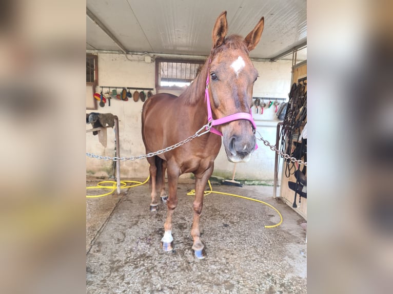 Anglo-Arab Mare 15 years 15,1 hh Chestnut-Red in Velletri