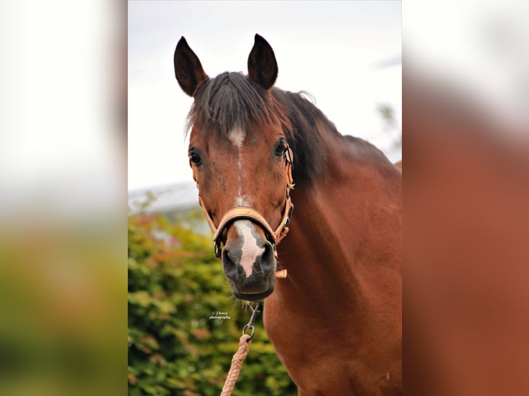 Anglo-Arab Mare 15 years 15 hh Brown in Aartselaar